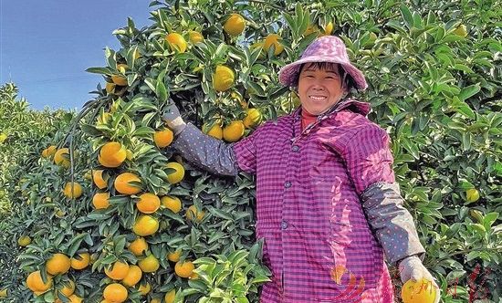 2500多畝桔柚豐收了 游洋鎮(zhèn)打造鄉(xiāng)村振興特色產(chǎn)業(yè)