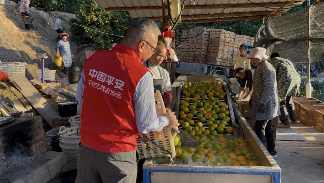 平安产险泉州中心支公司：平安守护在采摘季的汗水中“听见”农险新需求