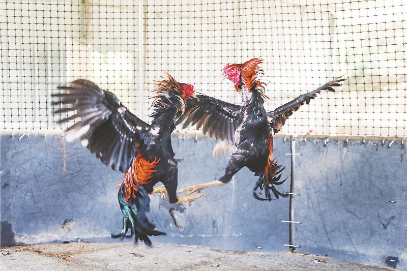 漳州斗鸡绝地重生