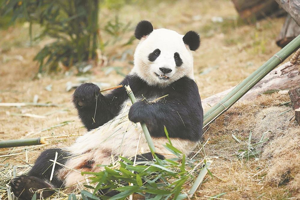 大熊猫来福州了 这次是5只