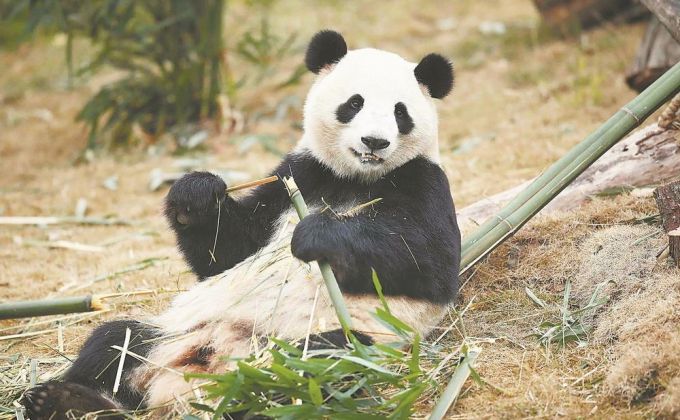 大熊猫来福州了 这次是5只