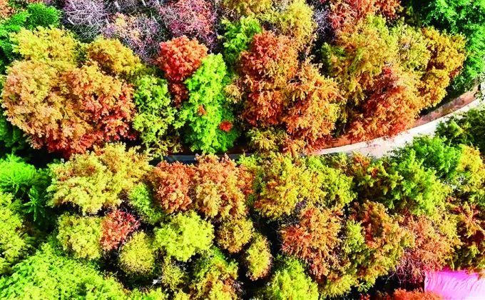 邂逅落羽杉的诗意之美  