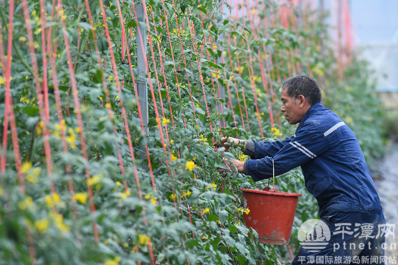 平潭当盛村草莓、小番茄长势正旺