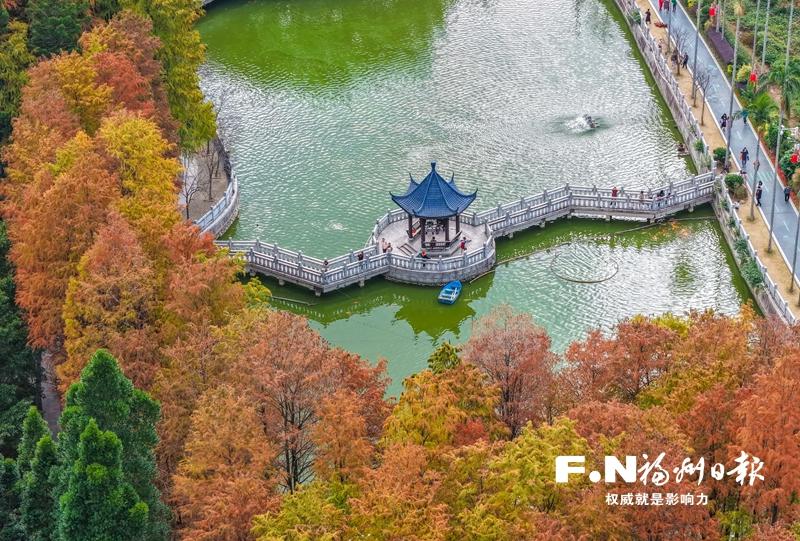 福州植物园数百株杉树&ldquo;换装&rdquo; 三色植物墙成冬季新景