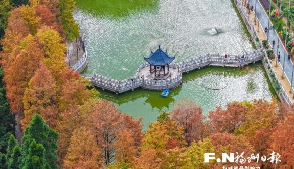 福州植物園數(shù)百株杉樹“換裝” 三色植物墻成冬季新景