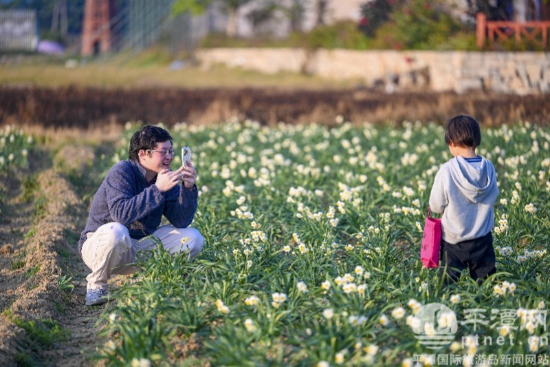 平潭水仙花迎来花期