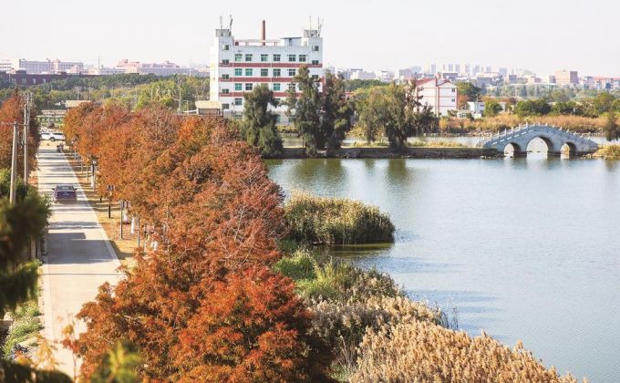 落羽杉红了 打卡正当时