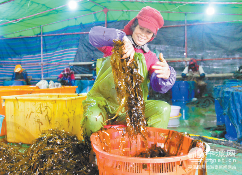 平潭：冬日海田播种忙 抢抓农时盼丰收