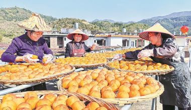 永春：柿饼飘香日子甜