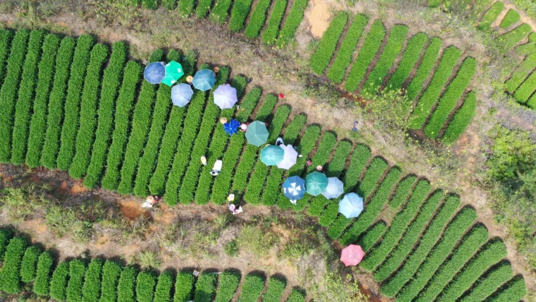 我们的“十五五”｜茶香里的高质量发展，华安茶产业转型升级进行时