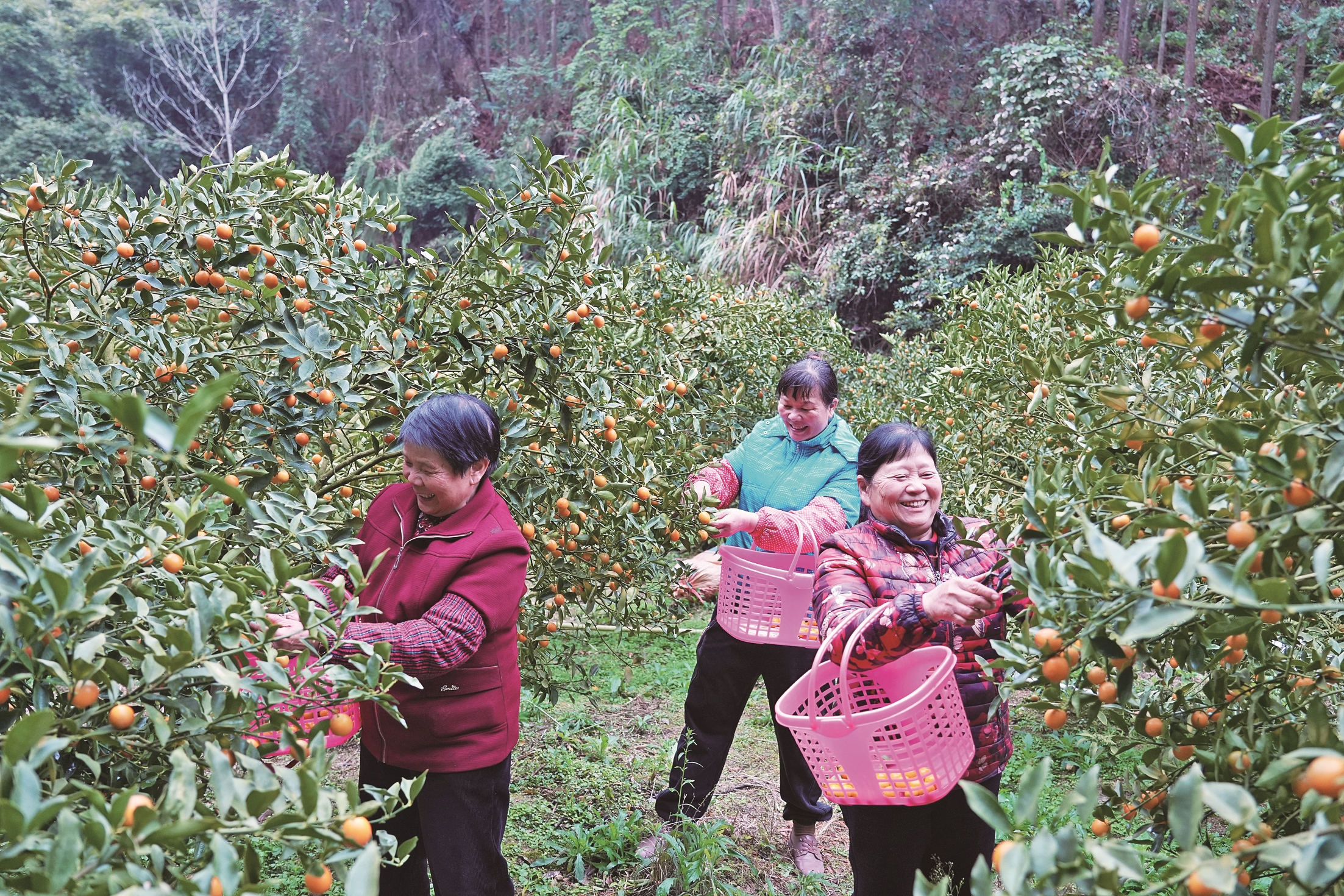 三明沙县：金桔飘香采摘忙