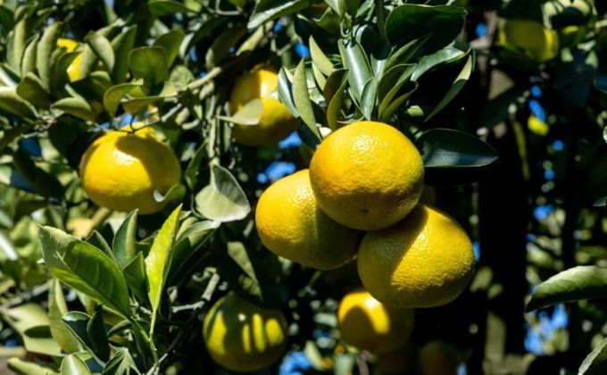 安溪美食：质朴里的极致风味 传承中的经济活力