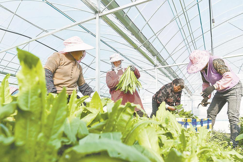 政和县：村民在采摘油麦菜、生菜供应市场