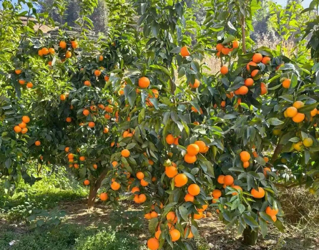 华安：冬季也丰收