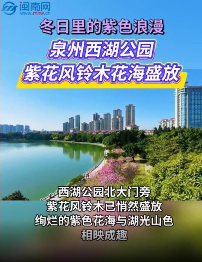 冬日里的紫色浪漫 泉州西湖公园紫花风铃木花海盛放