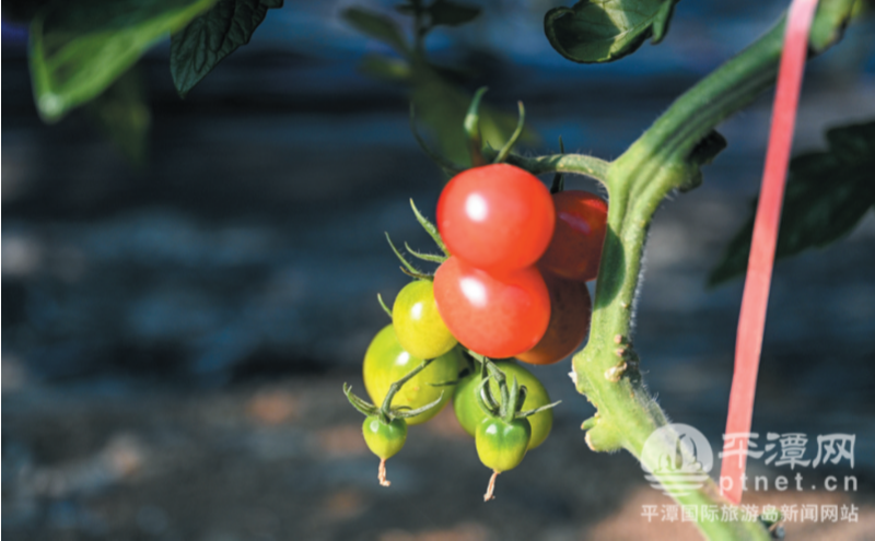 平潭当盛村小番茄迎丰收