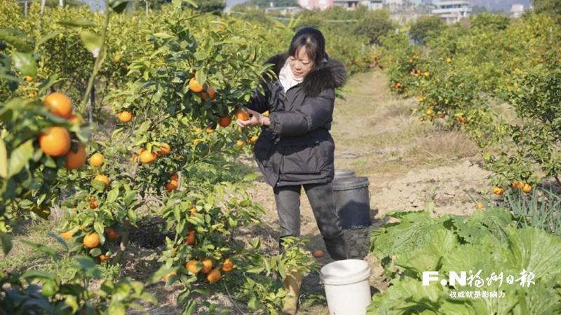 福州乡村奏响冬日&ldquo;富民曲&rdquo;
