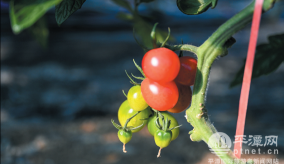 ƽ̶��ʢ��С����ӭ����