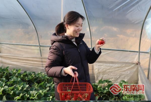 三明泰宁：草莓变身“甜蜜致富果” 农旅融合激活乡村经济