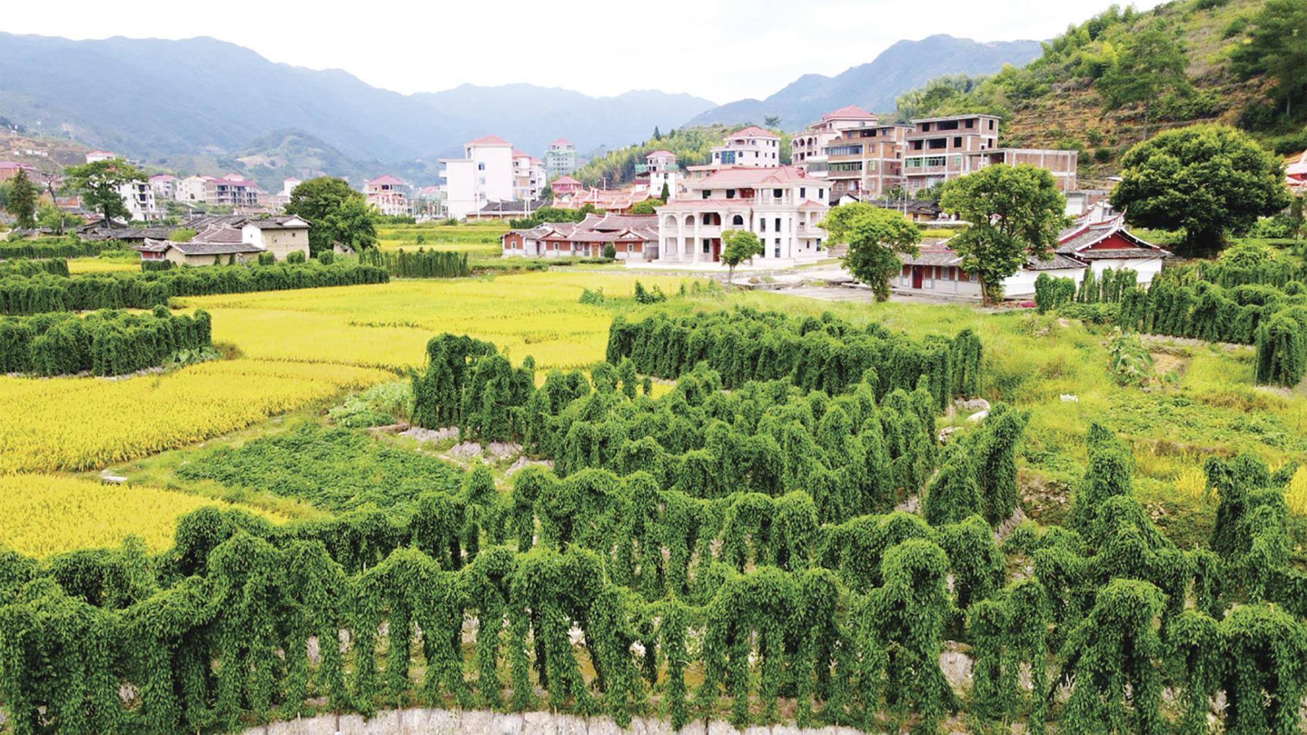 安溪长卿山格淮山“三级跳” 跃出乡村振兴新路径