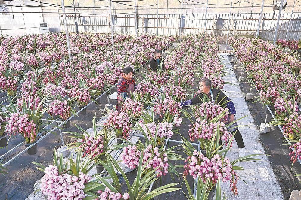 周宁：年宵花采收忙