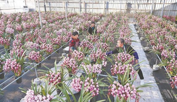 ����������������æ