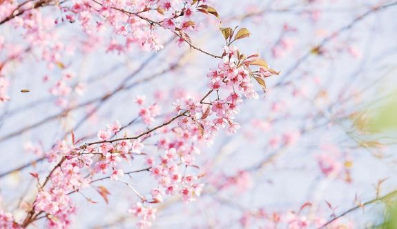 ��ӣ�ƺ� ����ʢ��