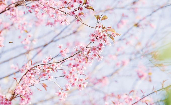 冬樱破寒 灼灼盛放