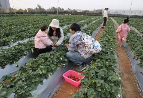 ��ݮ��ժ�� ������ʱ