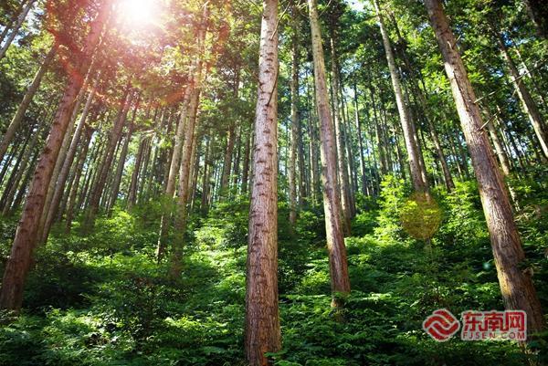 顺昌：以法治“密钥”激活“绿色财富”