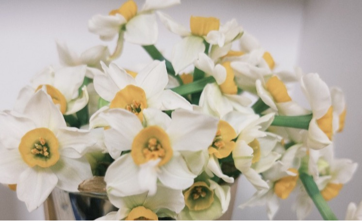 最新水仙花文案短句干净 水仙花开了适合发朋友圈说说 