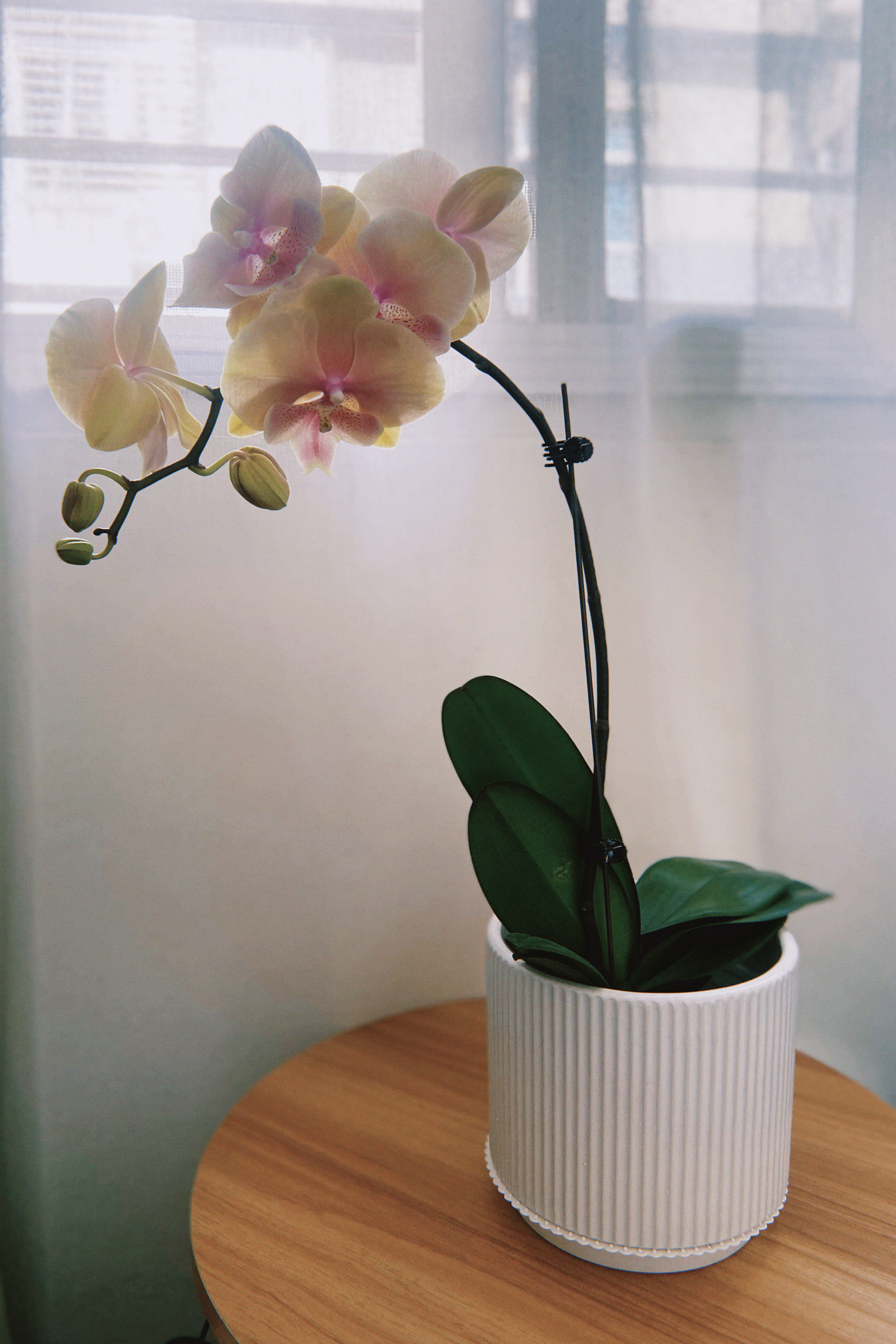 最新蝴蝶兰文案短句浪漫 适合发朋友圈蝴蝶兰说说