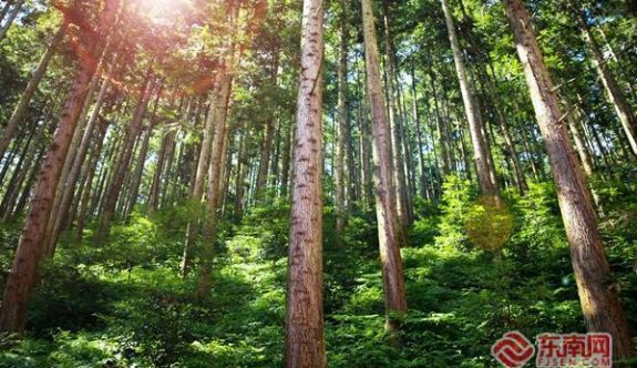 顺昌：以法治“密钥”激活“绿色财富”