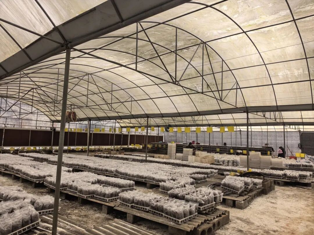 华安：冬闲人不闲