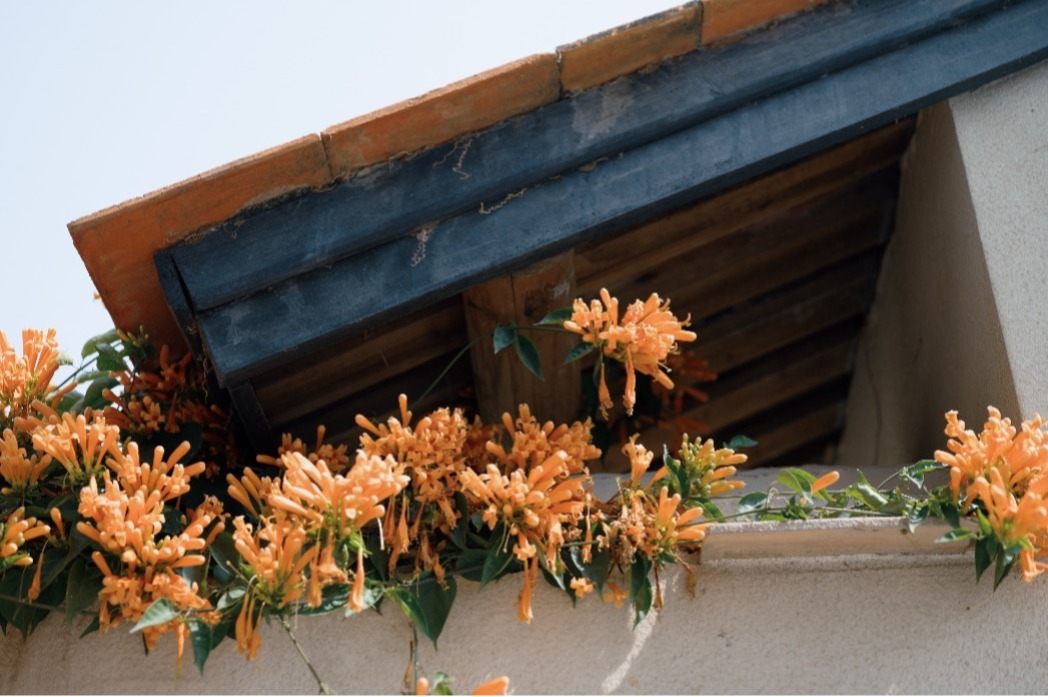 炮仗花文案短句 炮仗花开赏花朋友圈说说