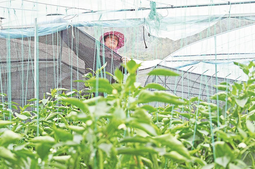 泉港区：防寒潮 保丰收  