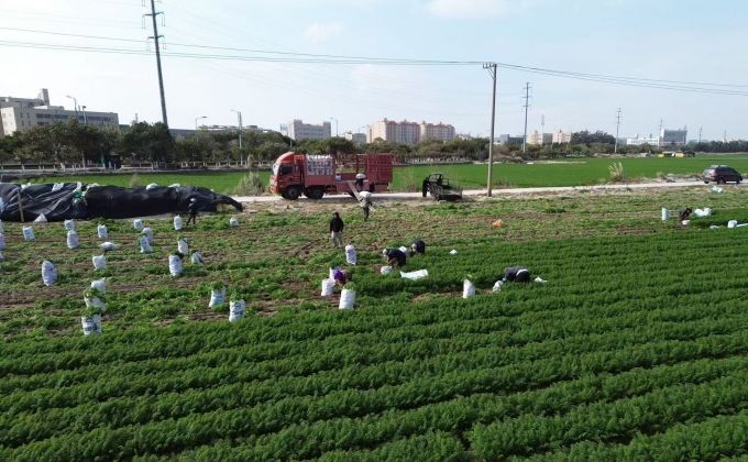 石獅胡蘿卜迎采收旺季