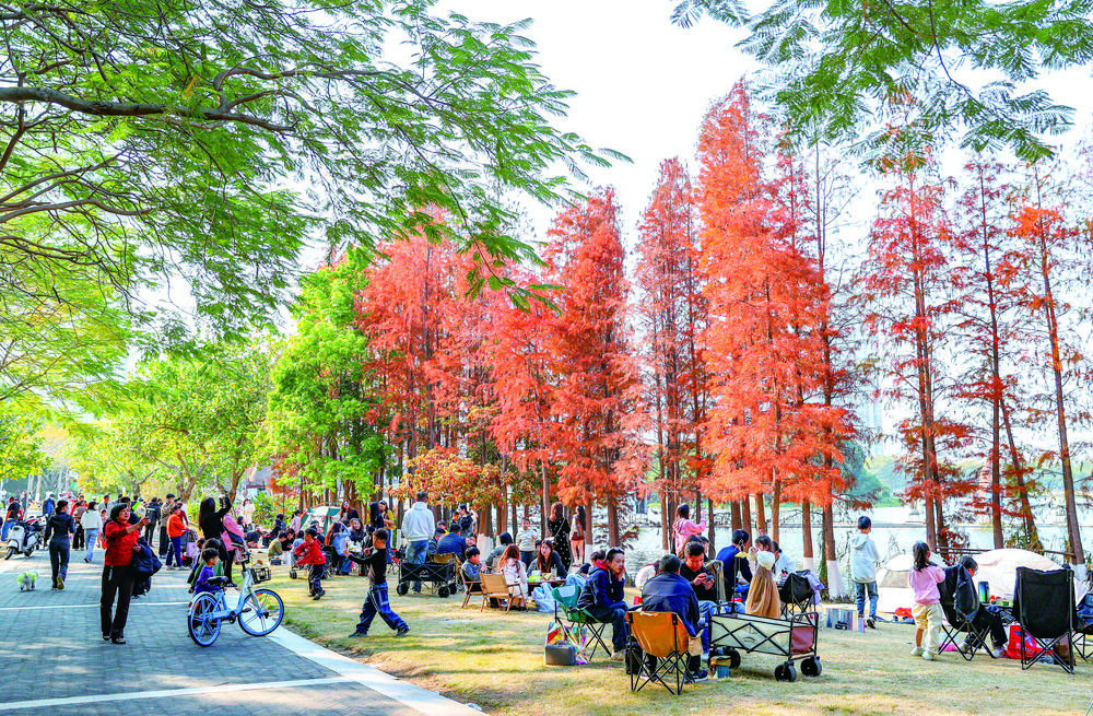 晋江晋阳湖的落羽杉进入最佳观赏期