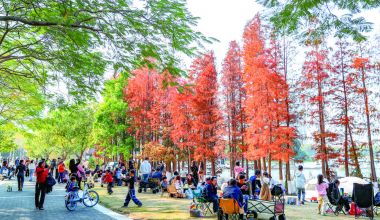 晉江晉陽(yáng)湖的落羽杉進(jìn)入最佳觀賞期