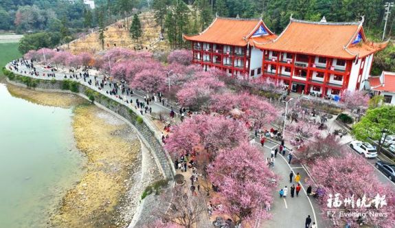 福州林陽寺梅花進入盛花期