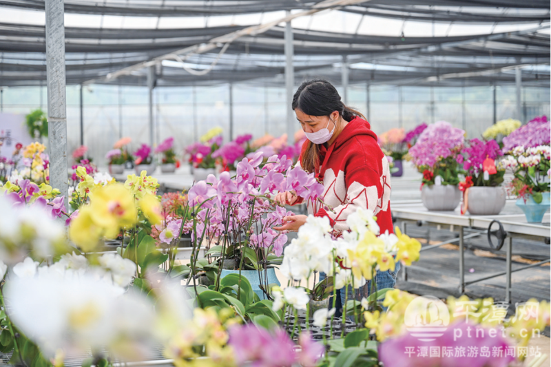 平潭花企忙备展 水仙兰花竞迎春