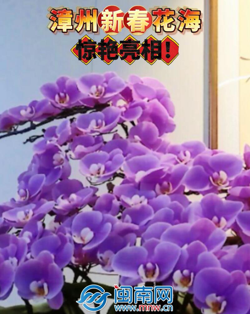 漳州新春花海，惊艳亮相！