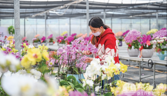 平潭花企忙備展 水仙蘭花競迎春