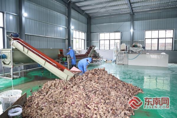 三明泰宁：洋芋加工“智”变 串起乡村振兴“黄金链”