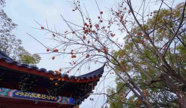 千年禪寺尋梅蹤：游客盡享冬日浪漫