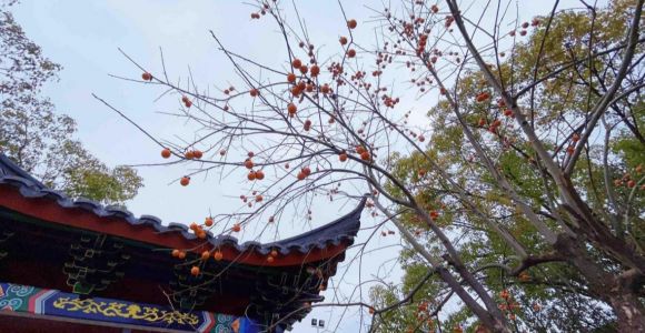 千年禪寺尋梅蹤：游客盡享冬日浪漫