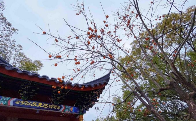 千年禅寺寻梅踪：游客尽享冬日浪漫