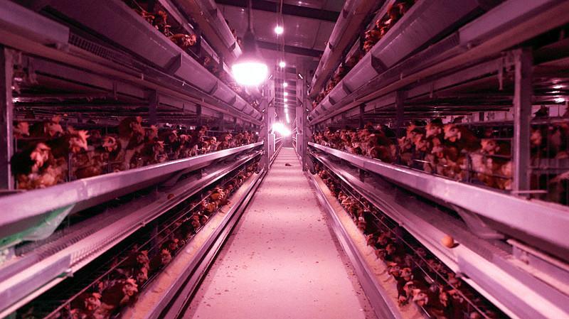 新春走基层 | 三明：智能生产线上忙 春节物资供应足