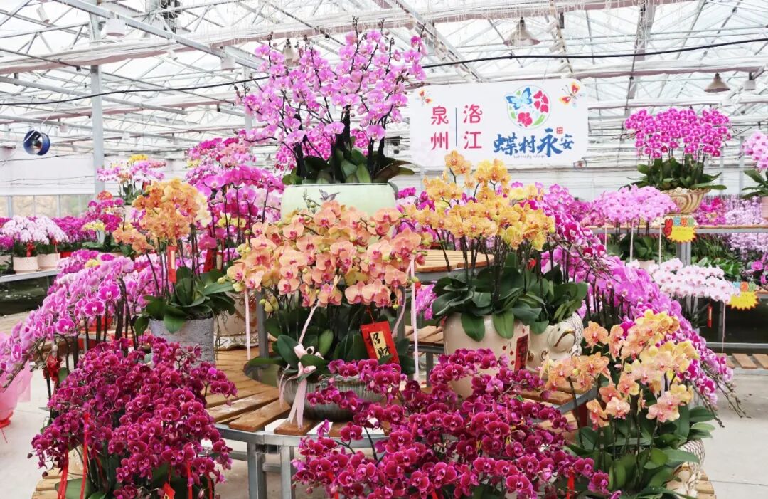 洛江：“蝴蝶”翩跹迎新春，年宵花开助农兴