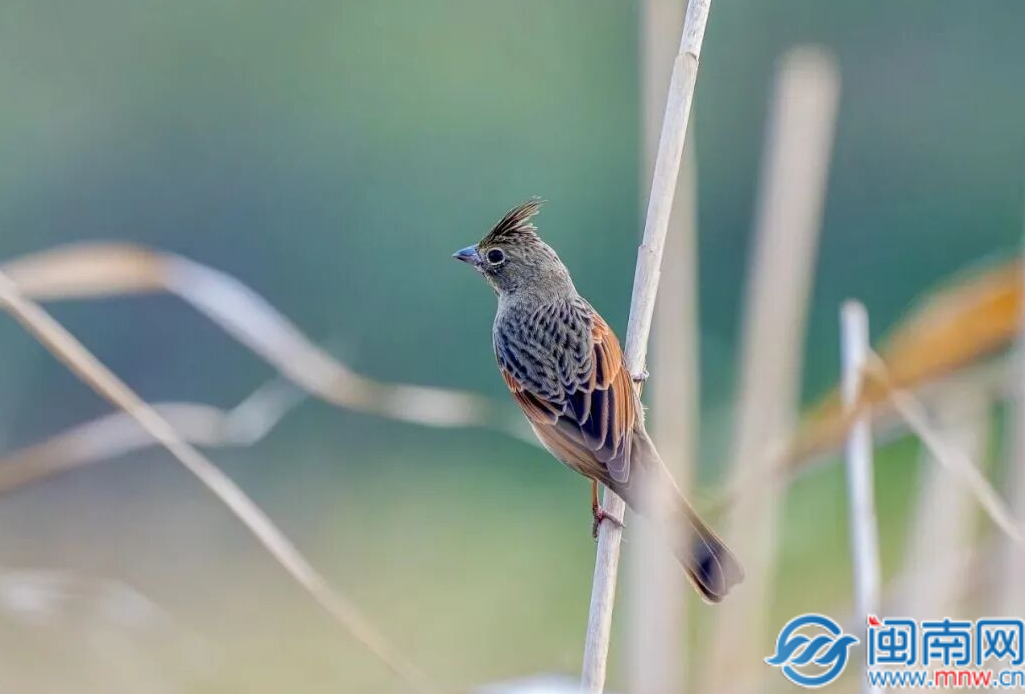 泉州新增两种鸟类！凤头鹀、红颈苇鹀现身晋江九十九溪